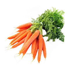carrot